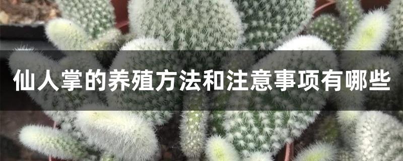 仙人掌的养殖方法和注意事项有哪些