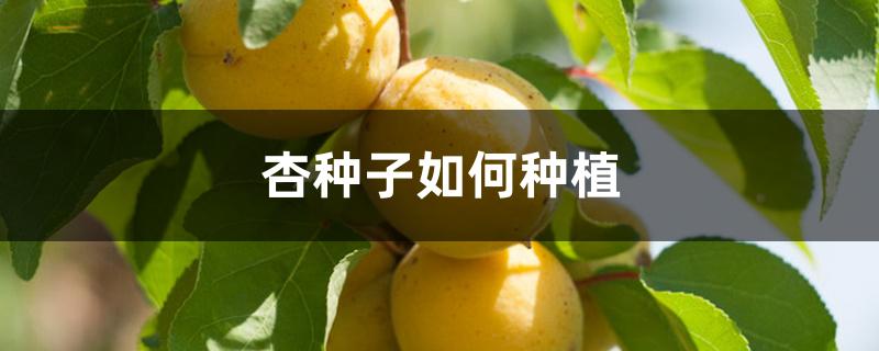 杏种子如何种植