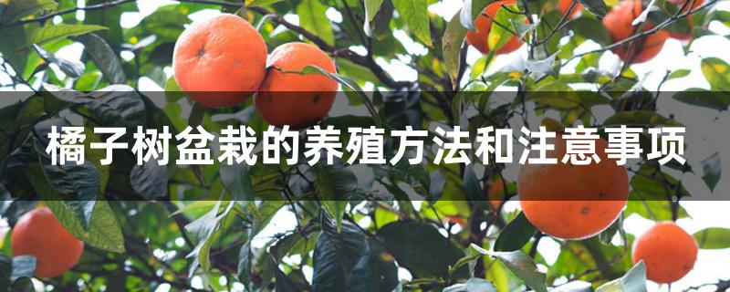 橘子树盆栽的养殖方法和注意事项