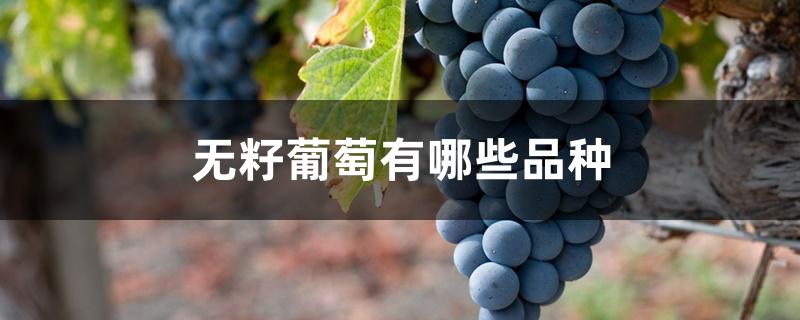 无籽葡萄有哪些品种