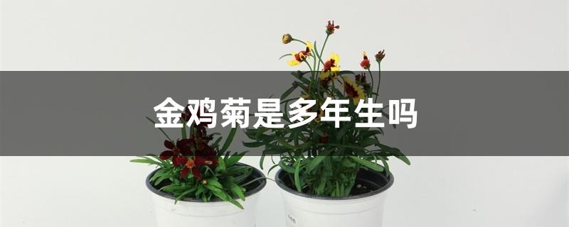 金鸡菊是多年生吗