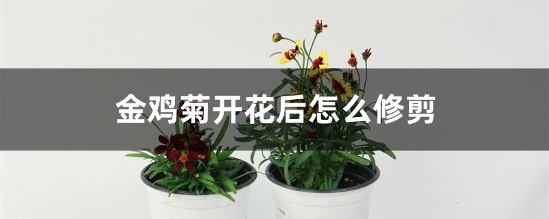 金鸡菊开花后怎么修剪