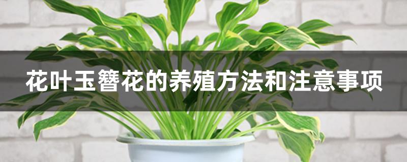 花叶玉簪花的养殖方法和注意事项