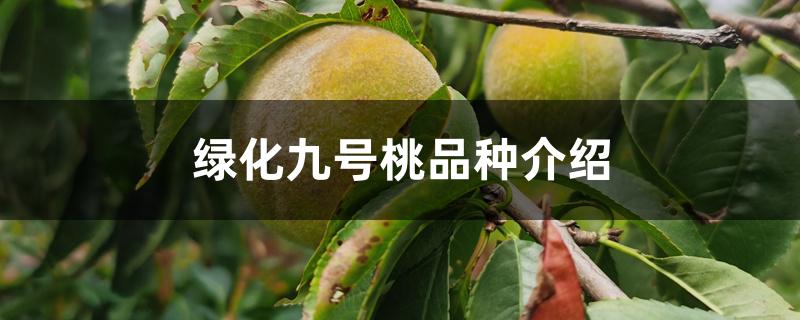 绿化九号桃品种介绍