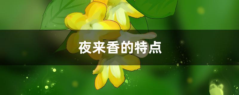 夜来香的特点