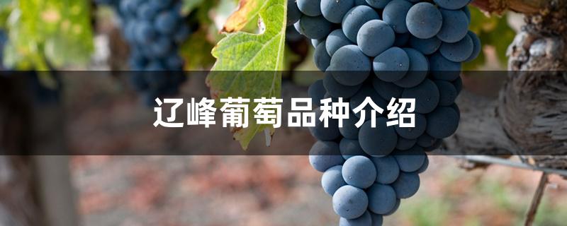 辽峰葡萄品种介绍
