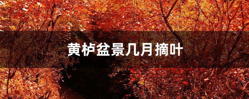 黄栌盆景几月摘叶