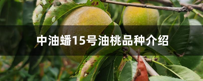 中油蟠15号油桃品种介绍