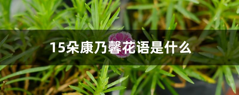 15朵康乃馨花语是什么