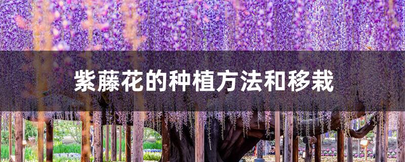 紫藤花的种植方法和移栽