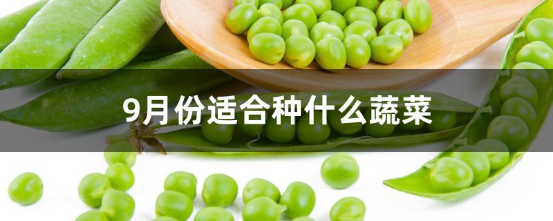 9月份适合种什么蔬菜