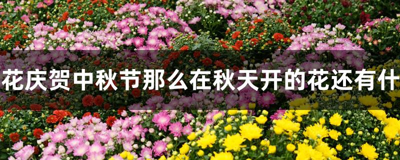 桂花庆贺中秋节那么在秋天开的花还有什么