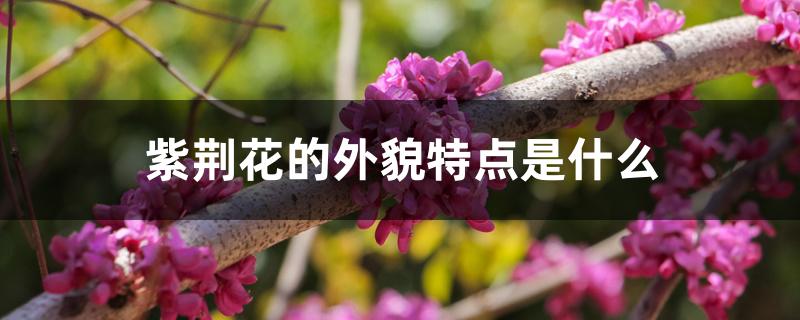 紫荆花的外貌特点是什么