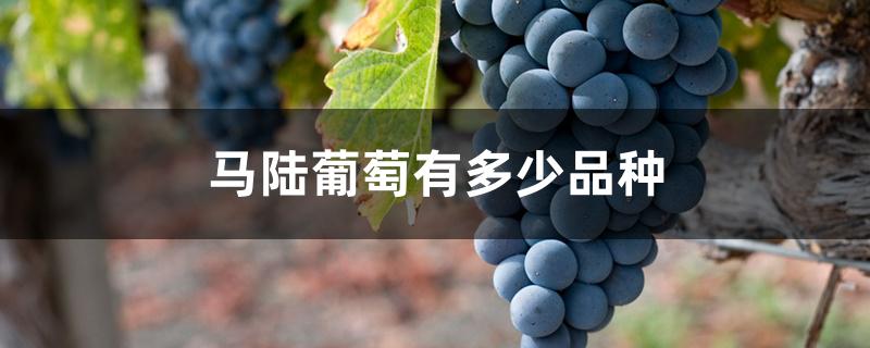 马陆葡萄有多少品种