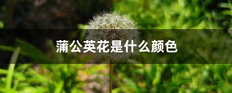 蒲公英花是什么颜色