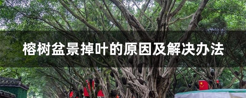 榕树盆景掉叶的原因及解决办法