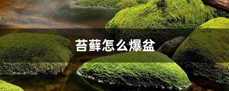 苔藓怎么爆盆