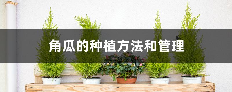 角瓜的种植方法和管理