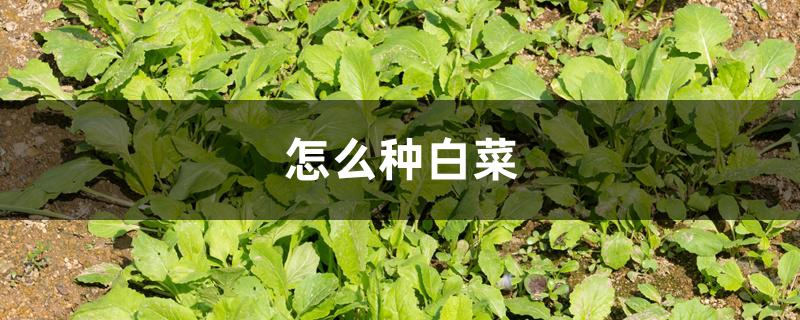 怎么种白菜