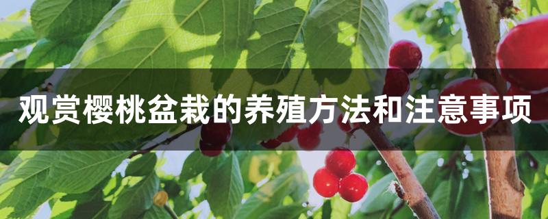 观赏樱桃盆栽的养殖方法和注意事项