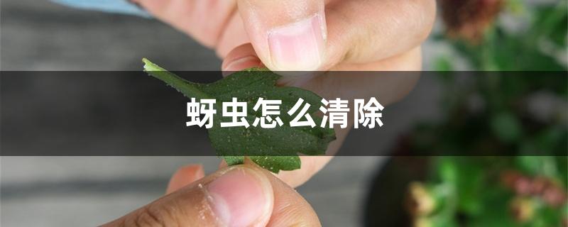 蚜虫怎么清除