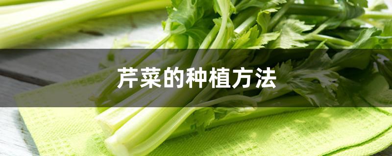 芹菜的种植方法