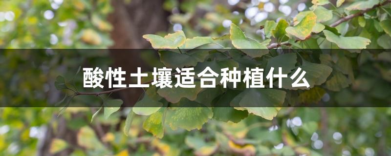 酸性土壤适合种植什么