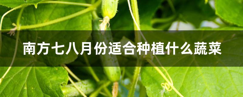 南方七八月份适合种植什么蔬菜