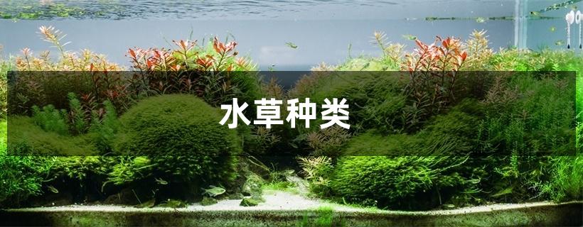 水草种类