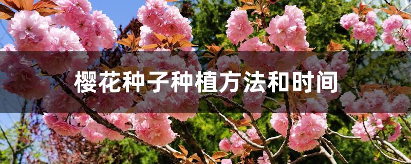 樱花种子种植方法和时间
