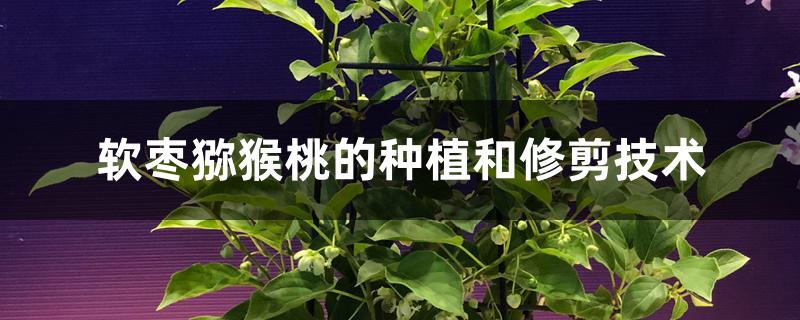 软枣猕猴桃的种植和修剪技术