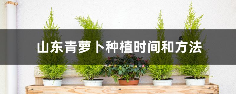 山东青萝卜种植时间和方法