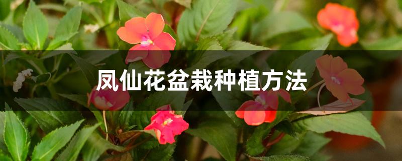 凤仙花盆栽种植方法