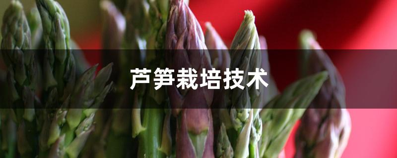 芦笋栽培技术