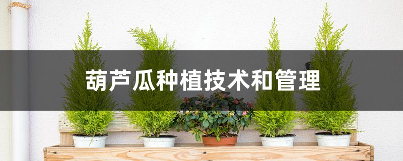 葫芦瓜种植技术和管理