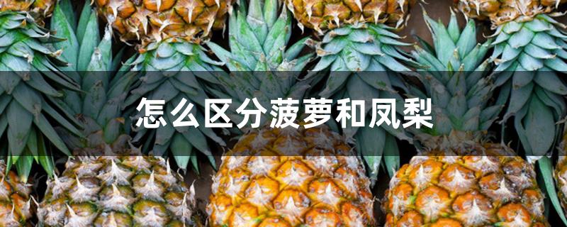 怎么区分菠萝和凤梨