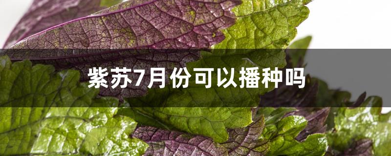 紫苏7月份可以播种吗