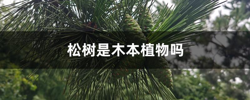 松树是木本植物吗