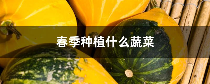 春季种植什么蔬菜