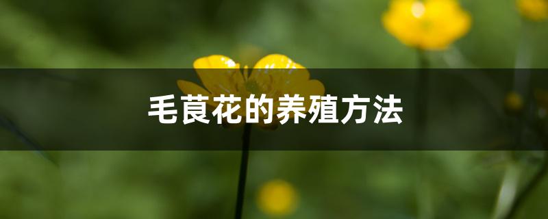 毛茛花的养殖方法