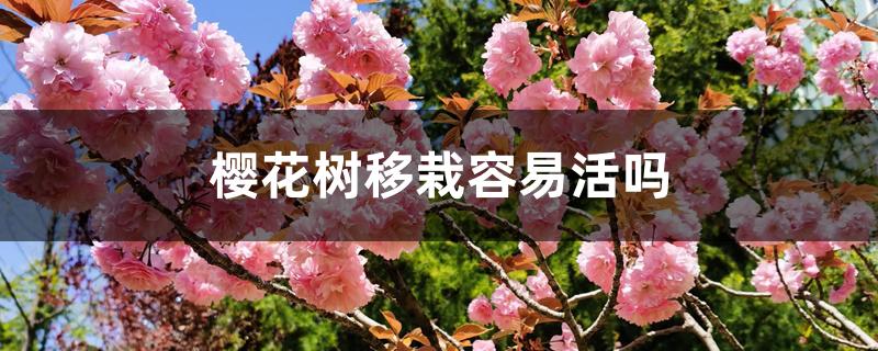 樱花树移栽容易活吗