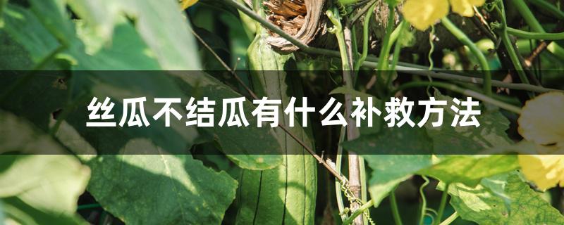 丝瓜不结瓜有什么补救方法