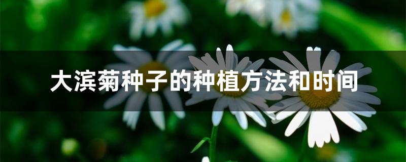 大滨菊种子的种植方法和时间