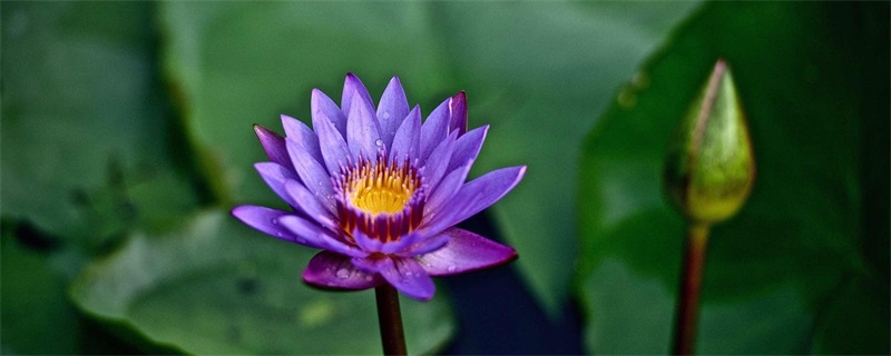 紫色睡莲的花语和寓意