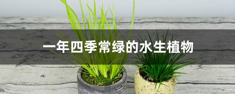 一年四季常绿的水生植物 花百科