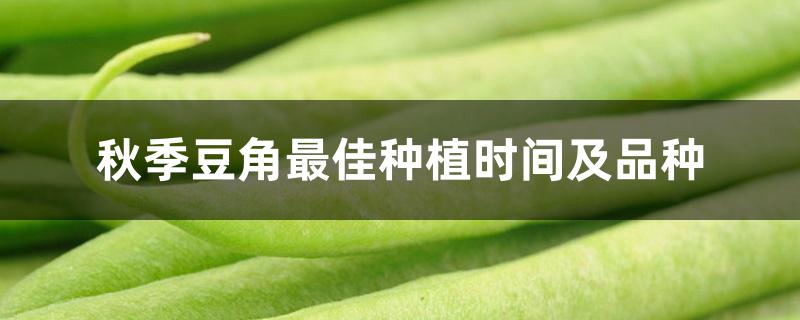 秋季豆角最佳种植时间及品种