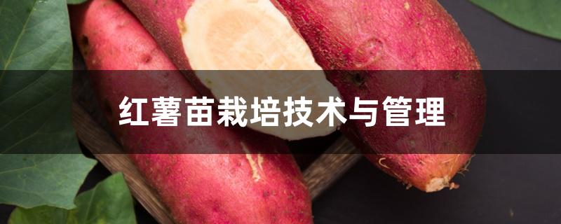 红薯苗栽培技术与管理