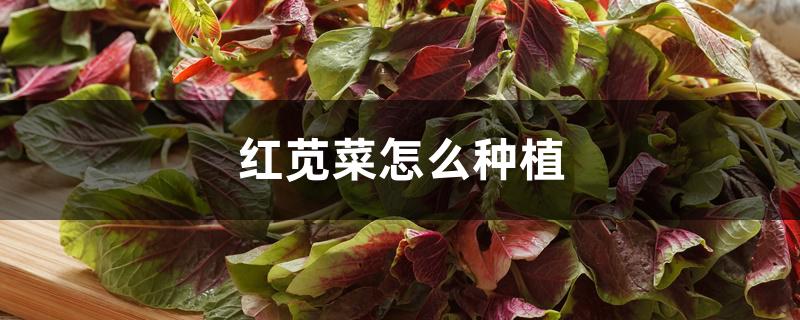 红苋菜怎么种植