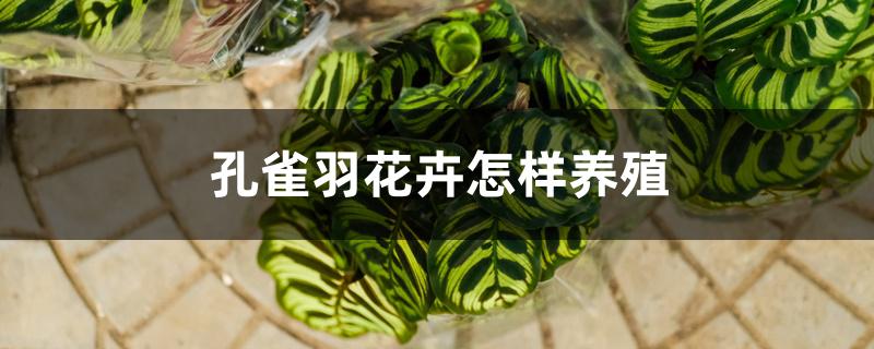 孔雀羽花卉怎样养殖