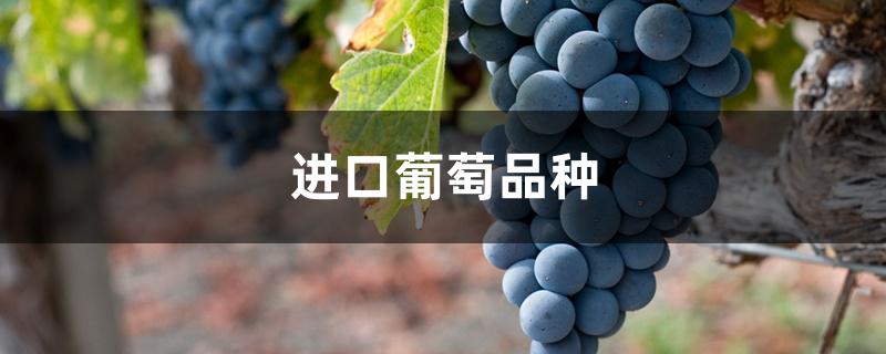 进口葡萄品种